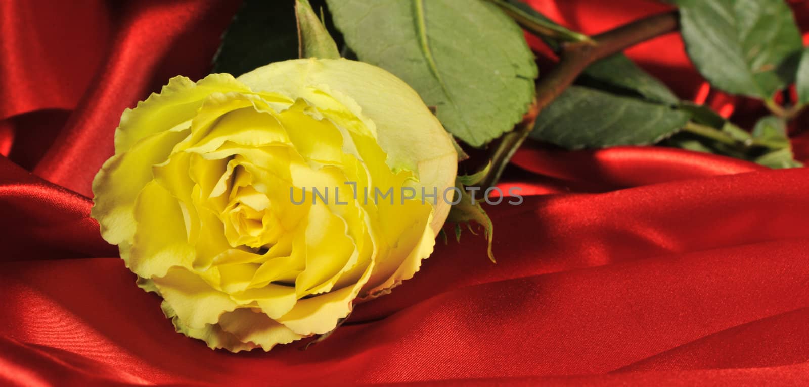 Rose on red silk. The detailed photo of a blossoming flower