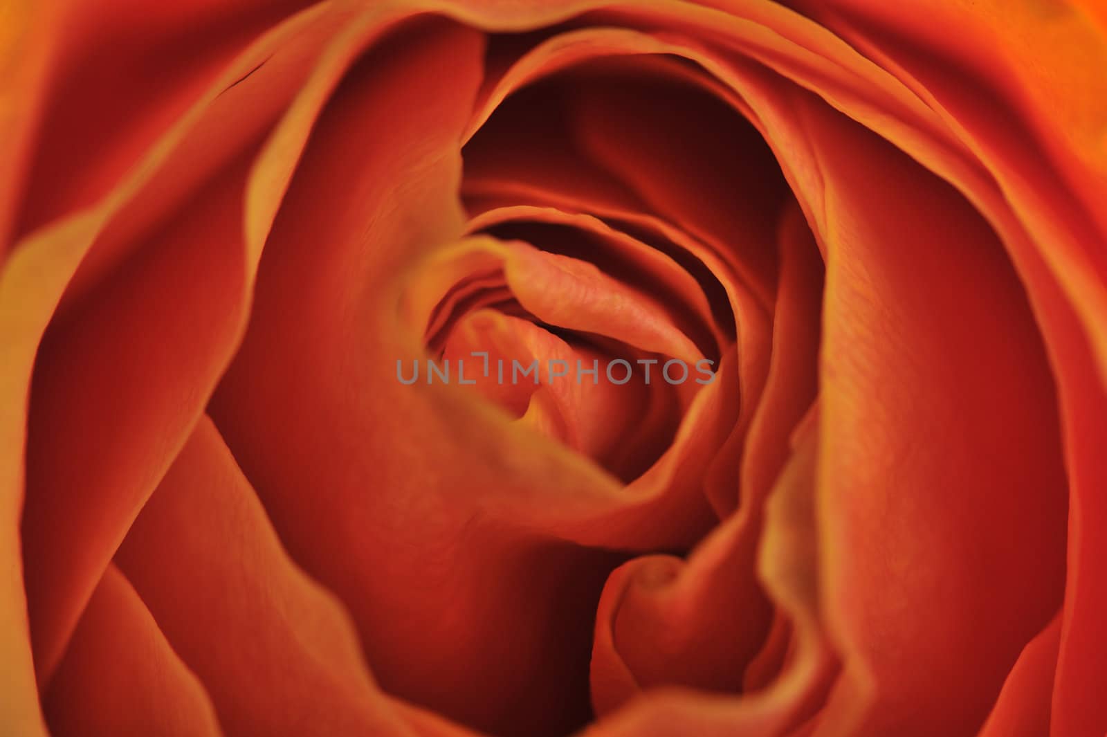 Rose background. The detailed image of a blossoming flower