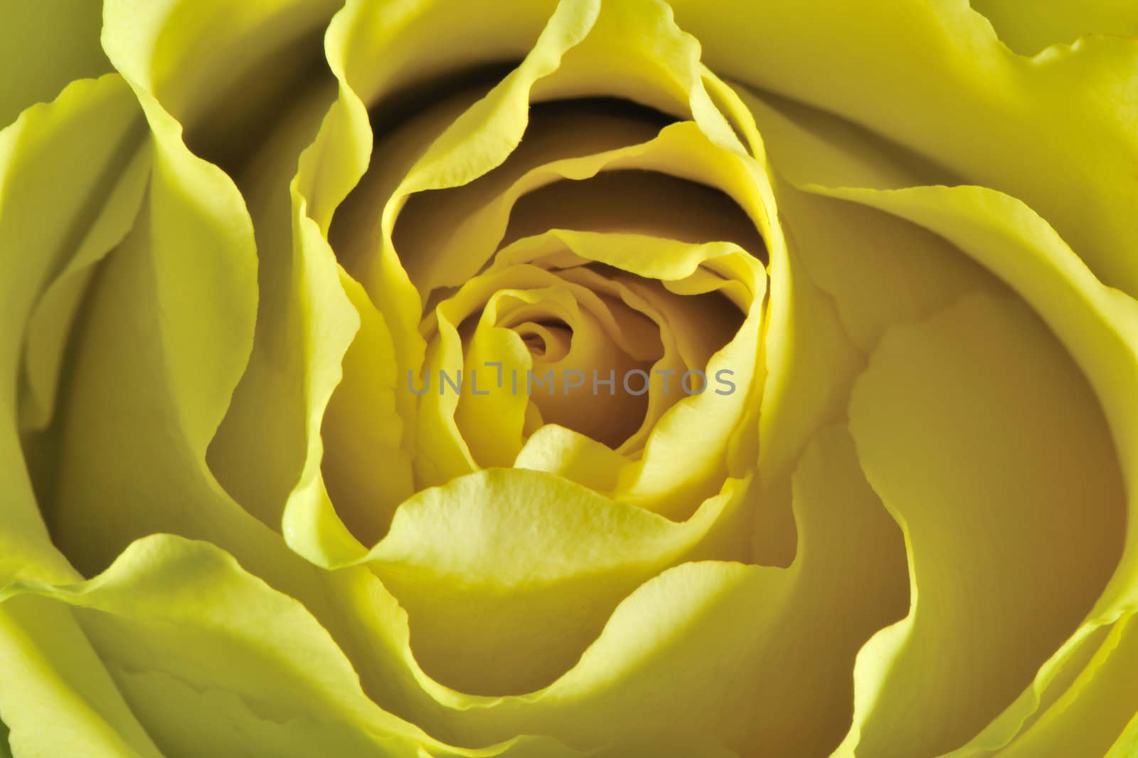 Rose background. The detailed image of a blossoming flower