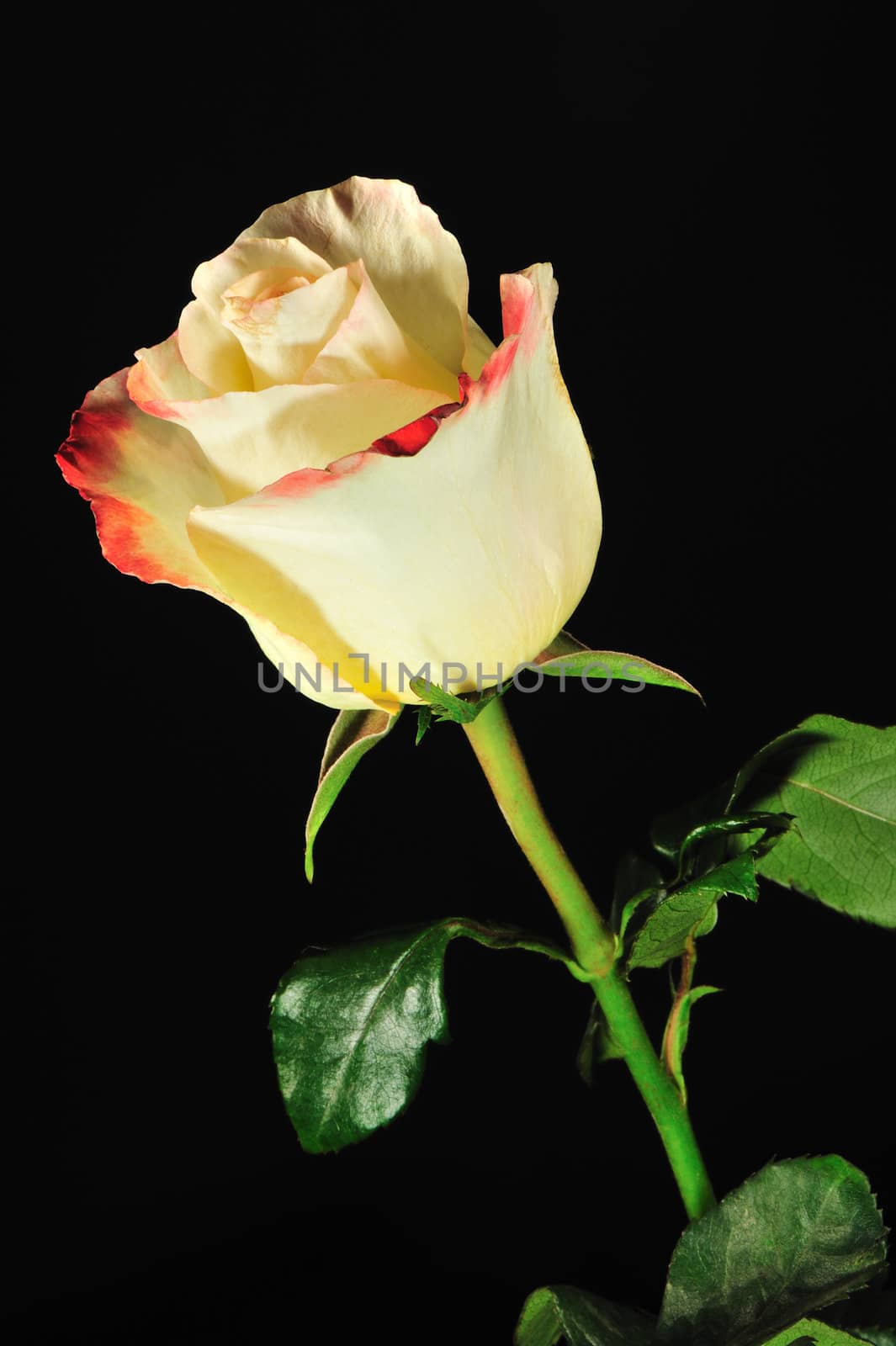 Rose on a black background. The detailed picture of a blossoming flower