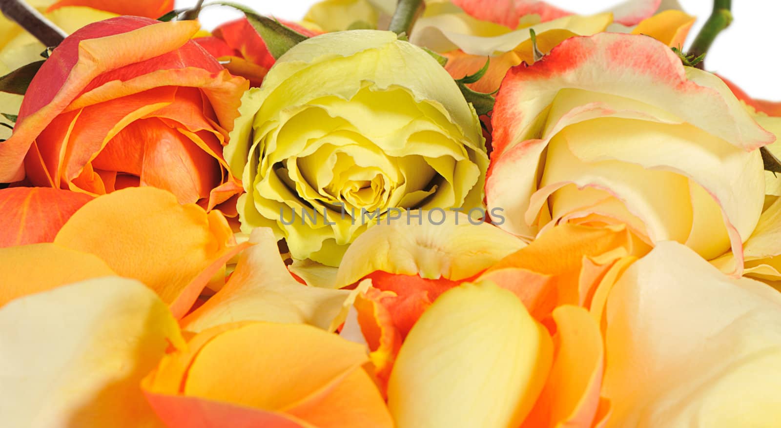 Rose background. The detailed image of a blossoming flower