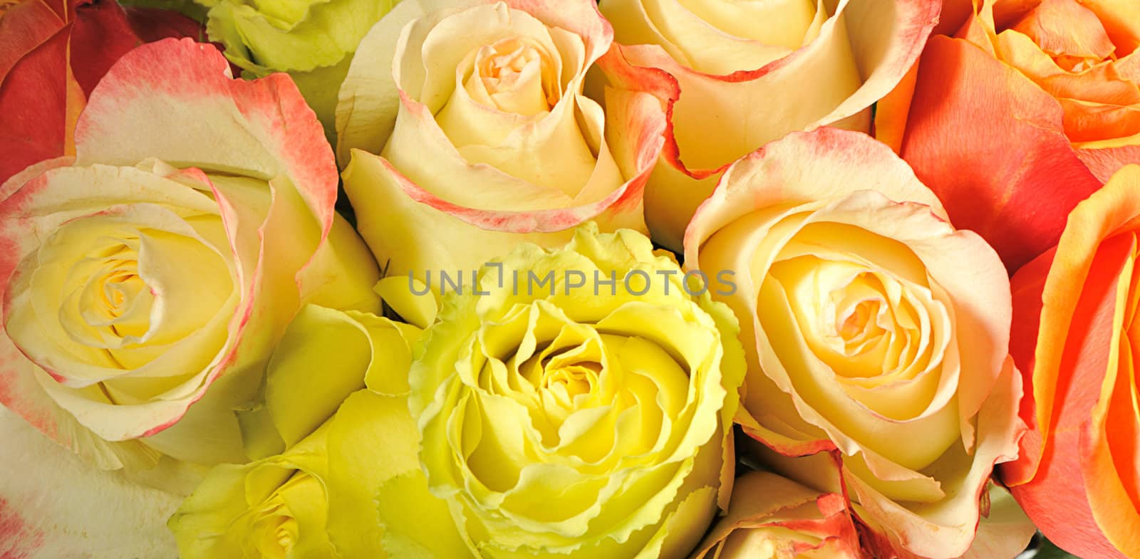 Rose background. The detailed image of a blossoming flower