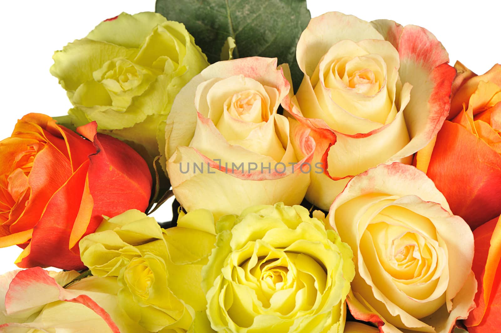 Rose background. The detailed image of a blossoming flower