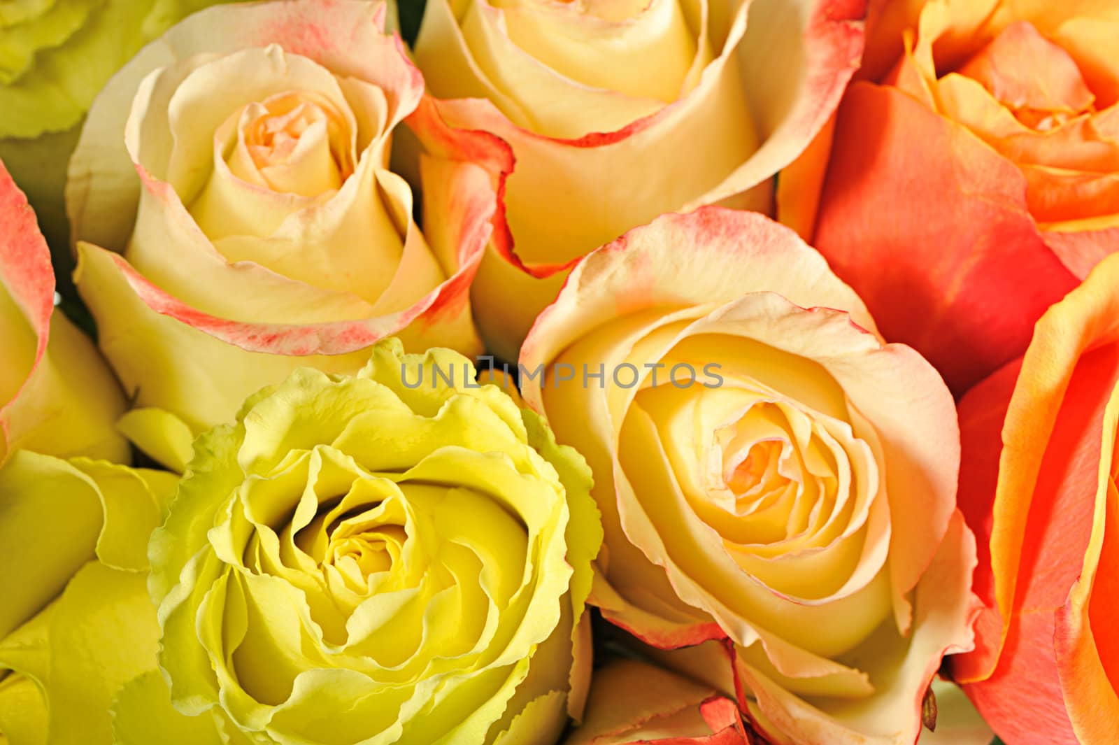 Rose background. The detailed image of a blossoming flower
