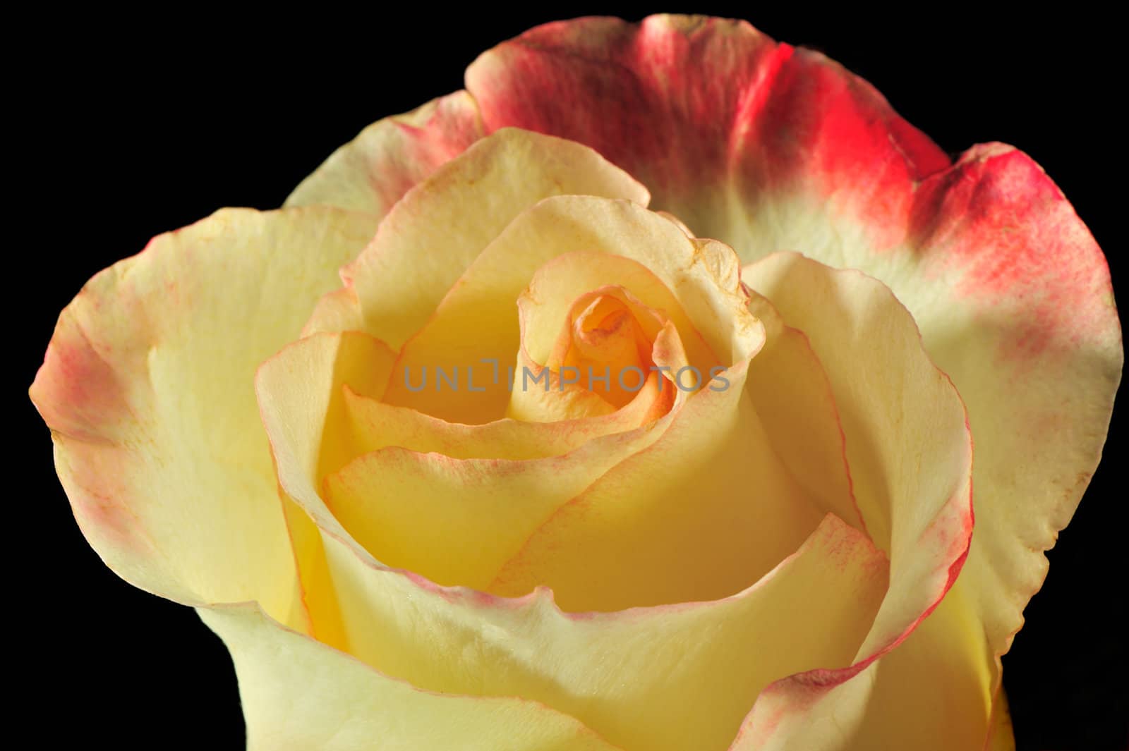 Rose on a black background. The detailed picture of a blossoming flower