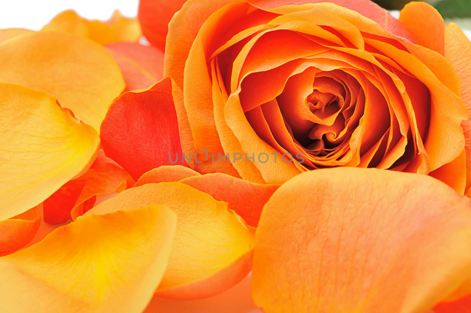 Rose background. The detailed image of a blossoming flower