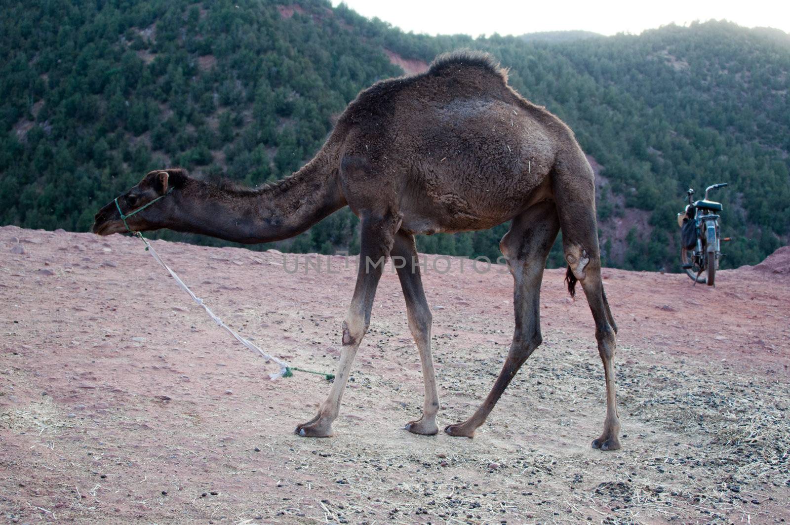 Marrakech - Morocco : Resting Camel Waiting For Tourists In The Atlas Mountains