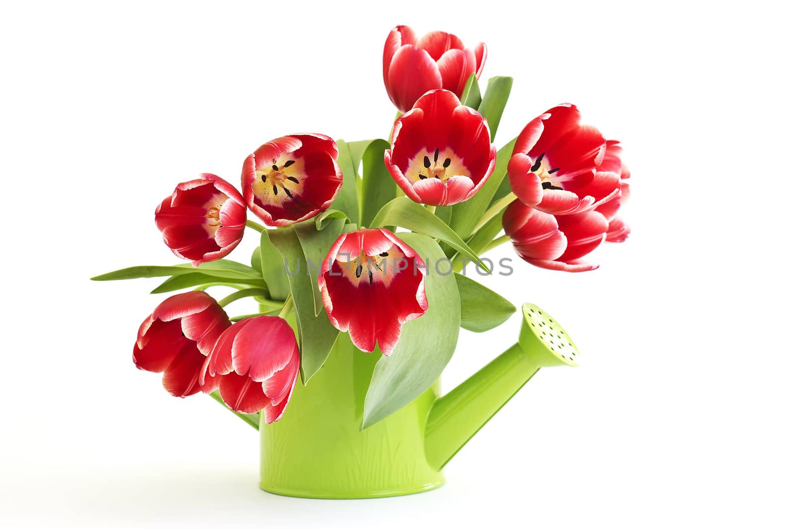 bunch of red tulips