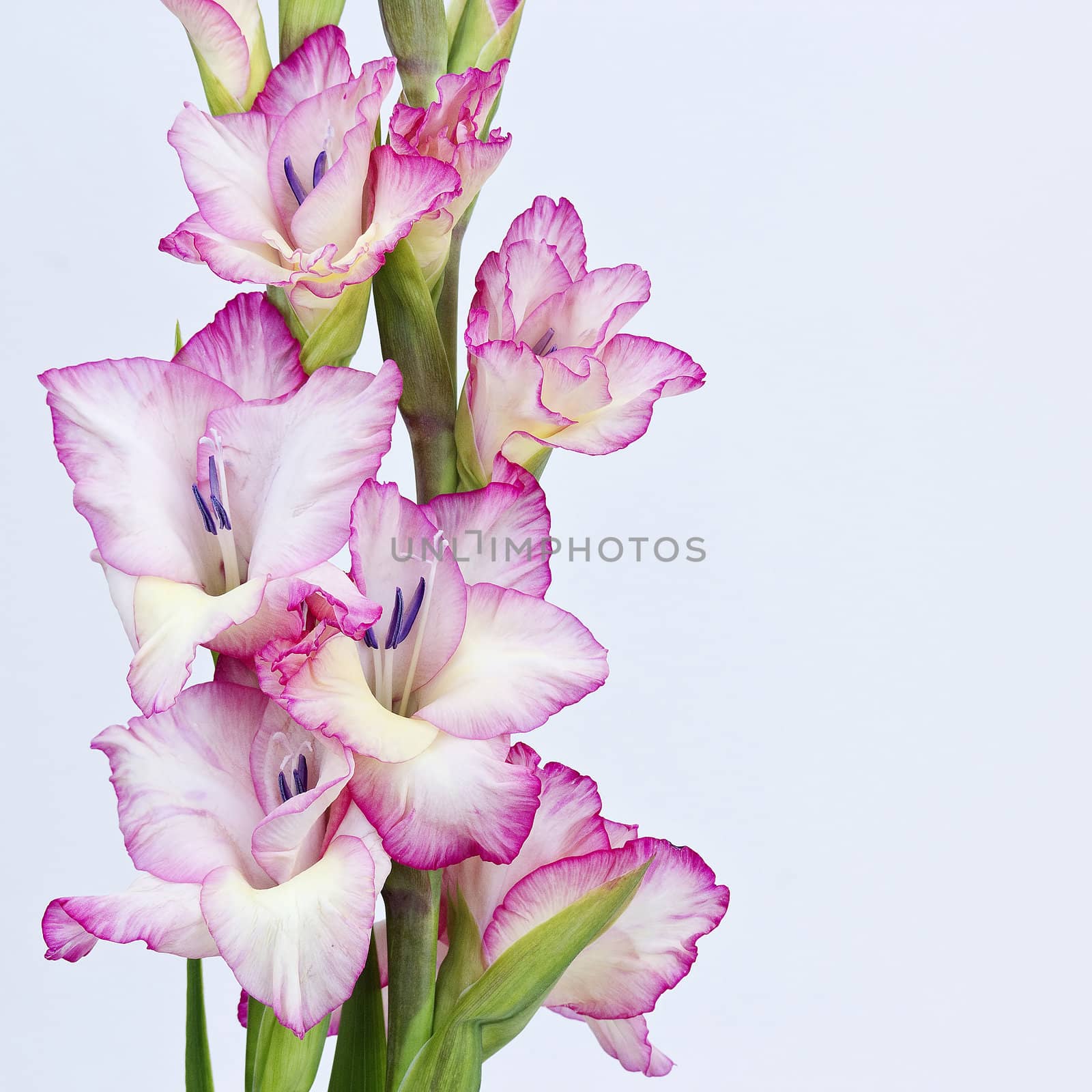 pink gladiolus by miradrozdowski