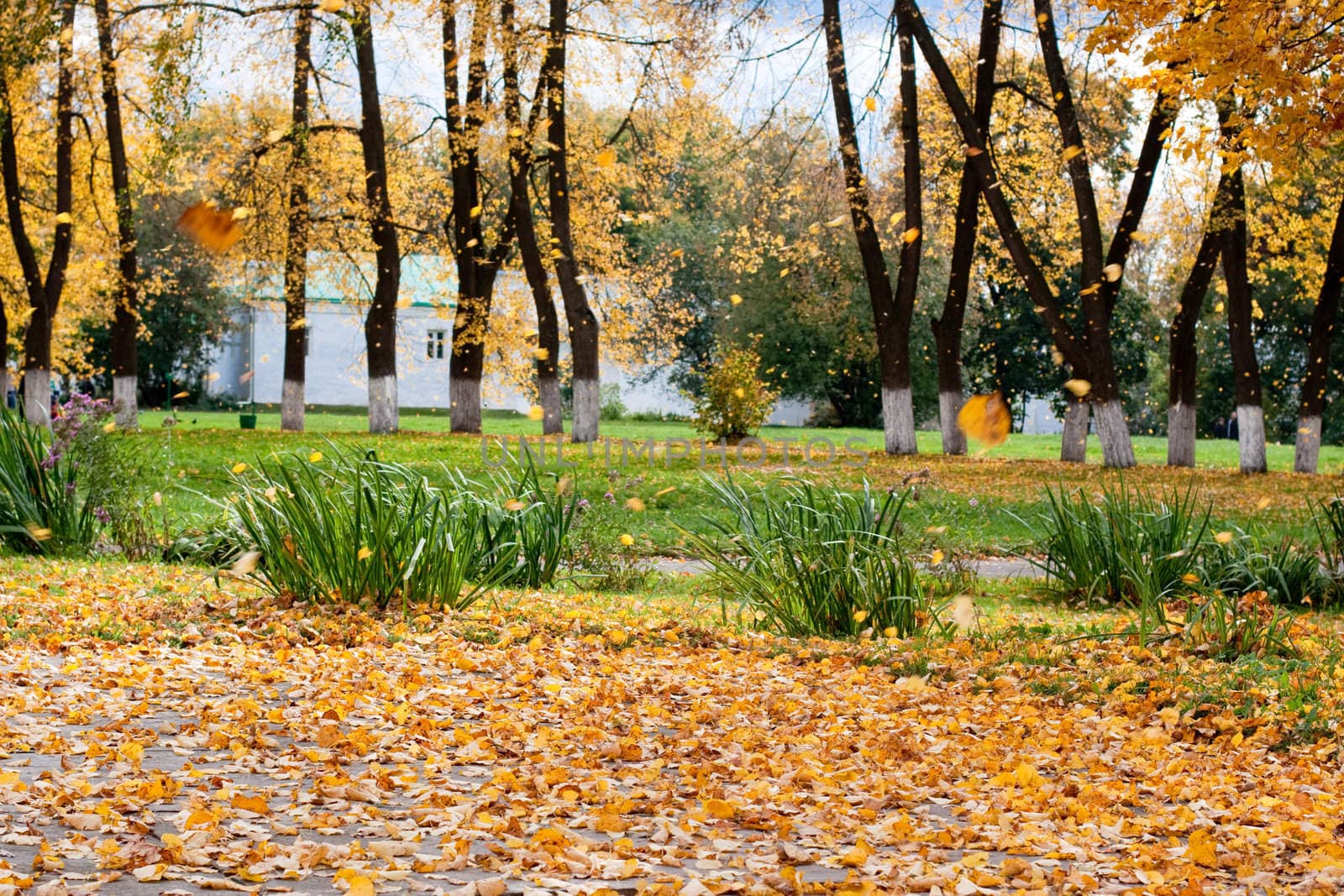 Yellow autumn trees in a park
