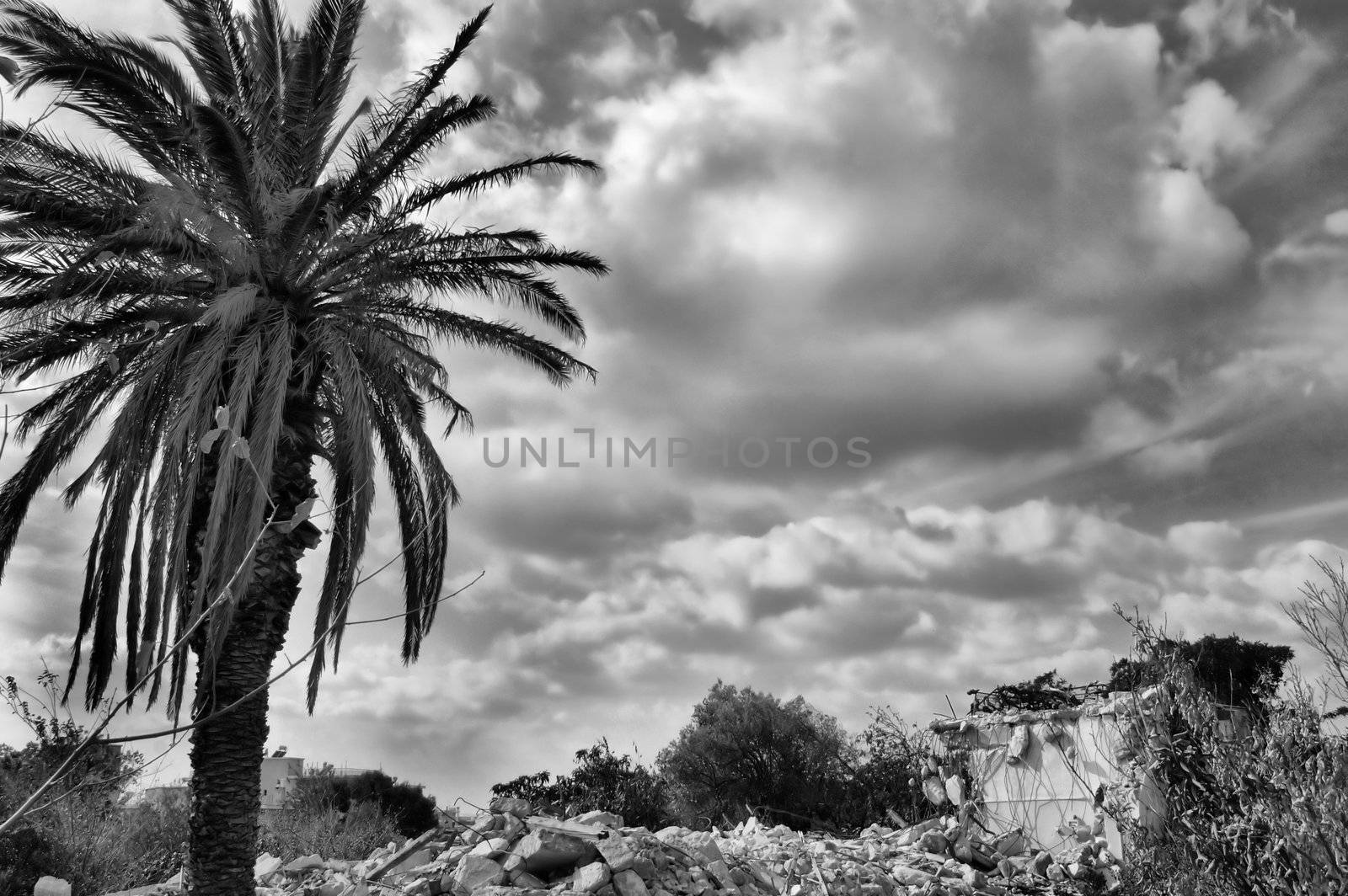 Pile of rubble from demolished house and palm tree. Black and white.