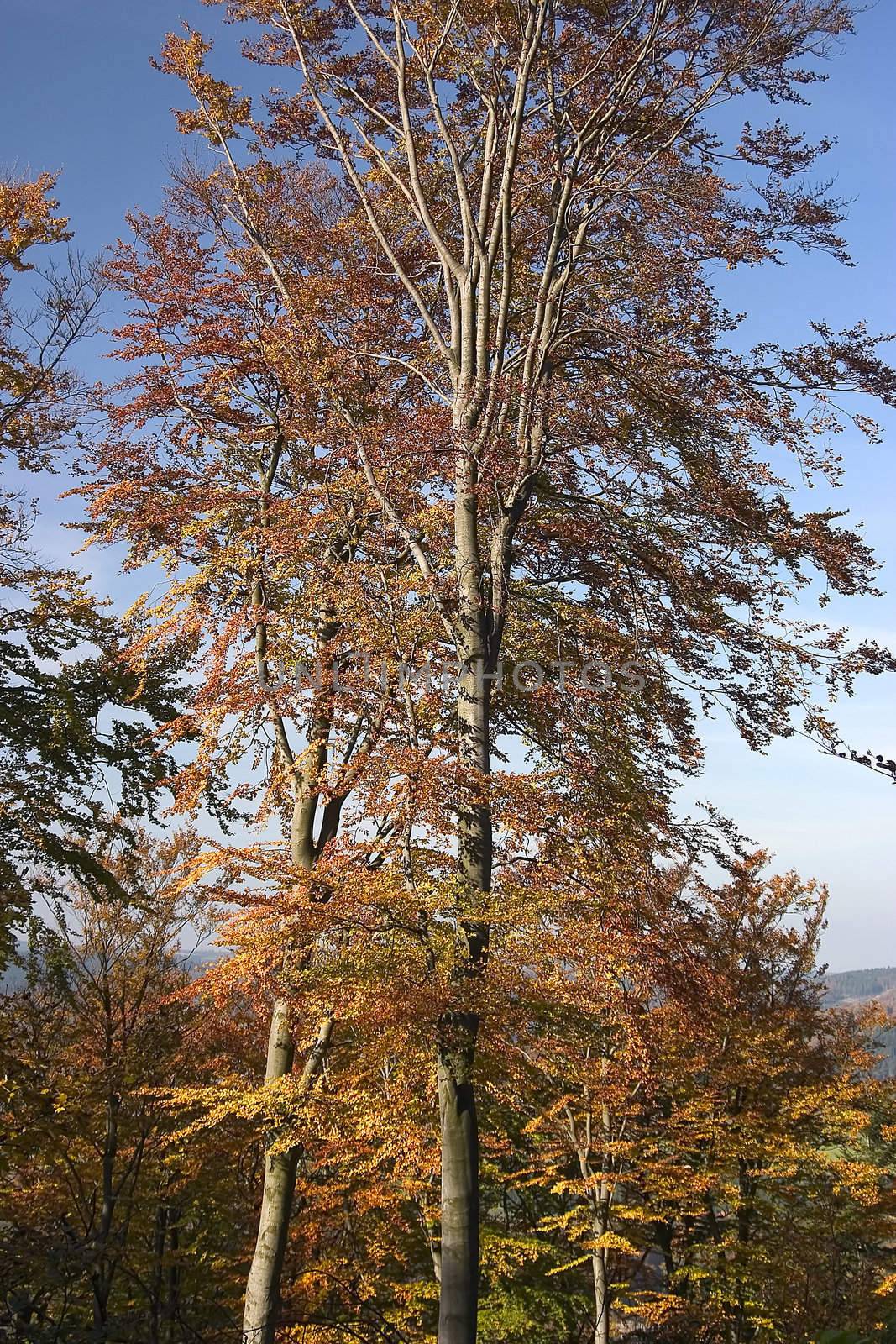 autumn trees