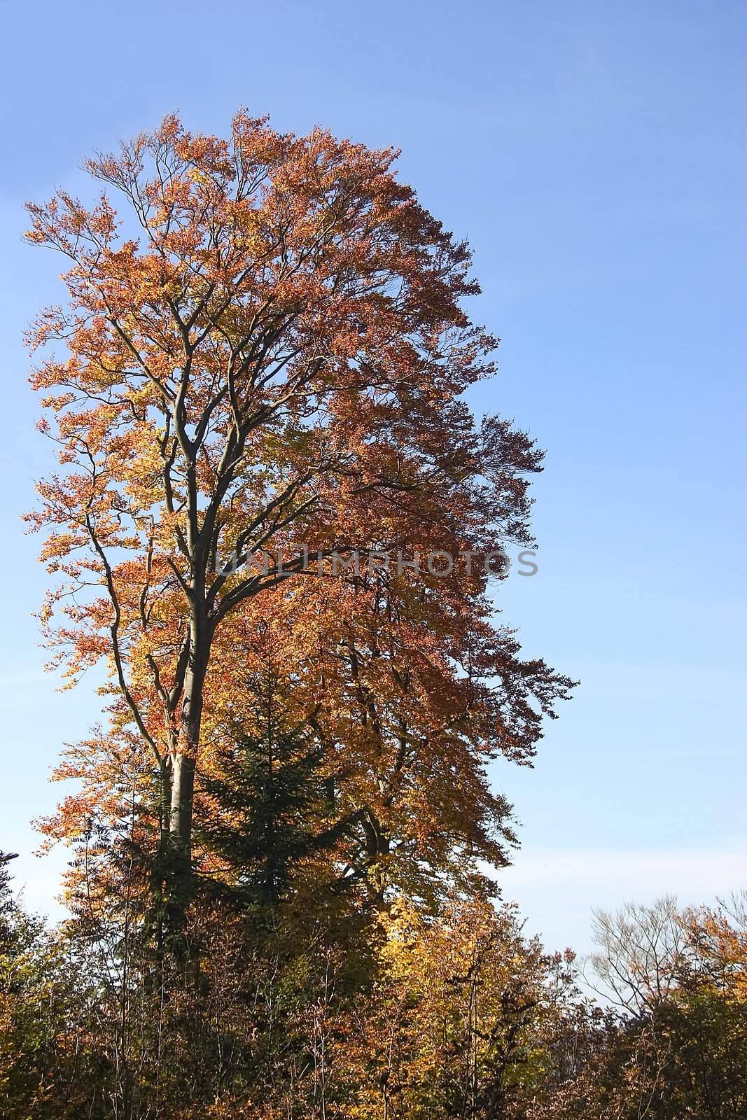 autumn trees by miradrozdowski