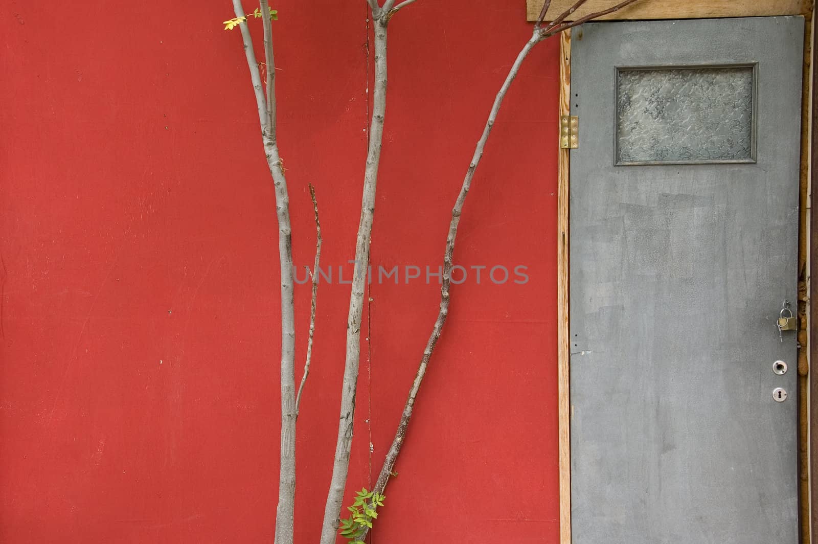 Door and tree branches against a red weathered backdrop. Abandoned house exterior.