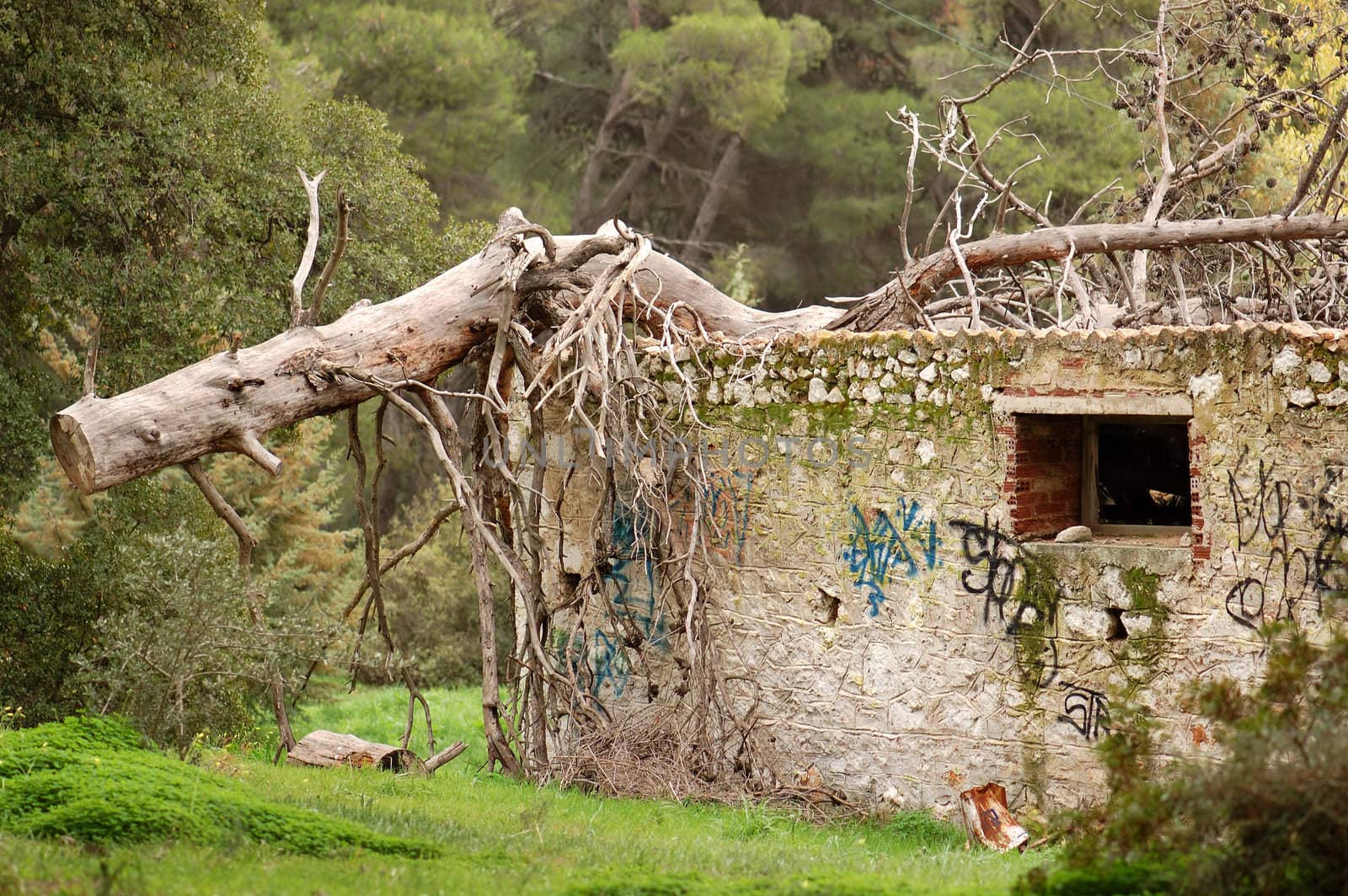 Fallen tree on top of abandoned house in a forest.