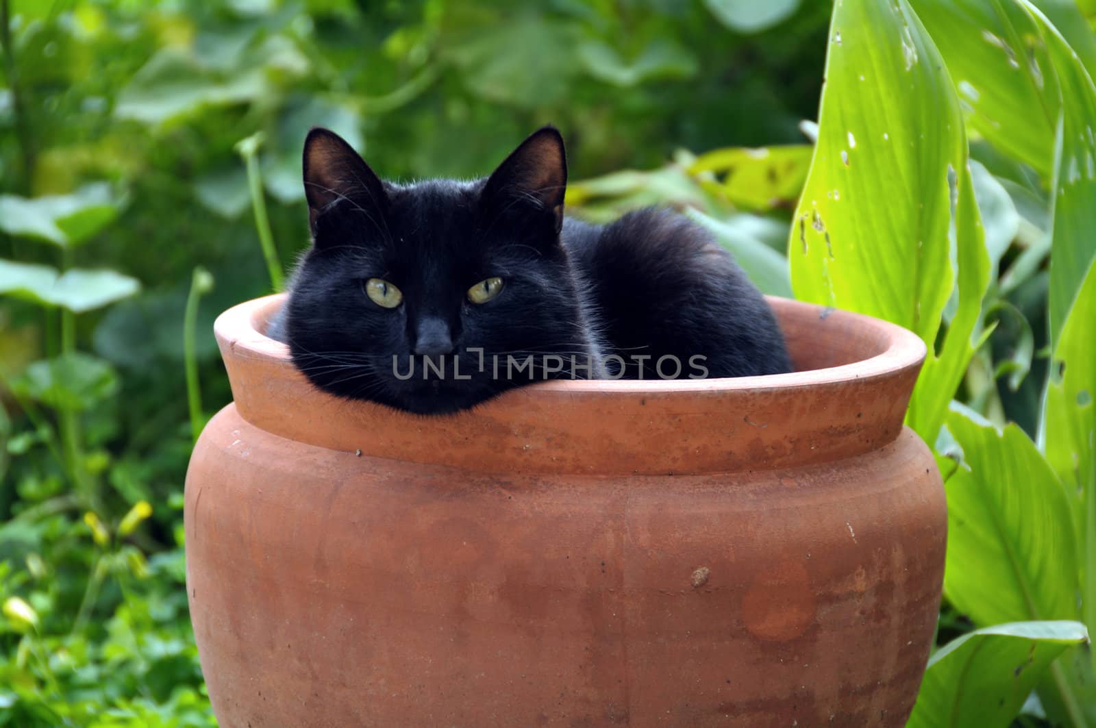 Black cat sheltering from cold wind in a flowerpot.