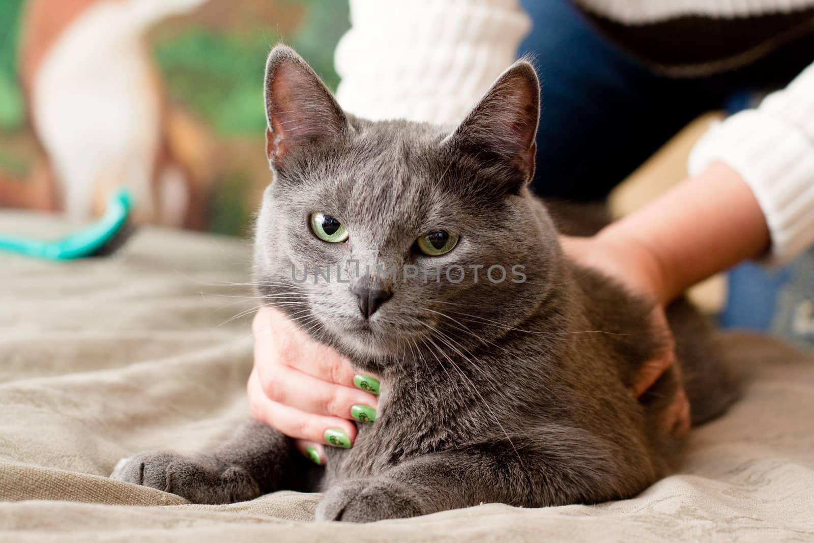 A gray cat and a women hand
