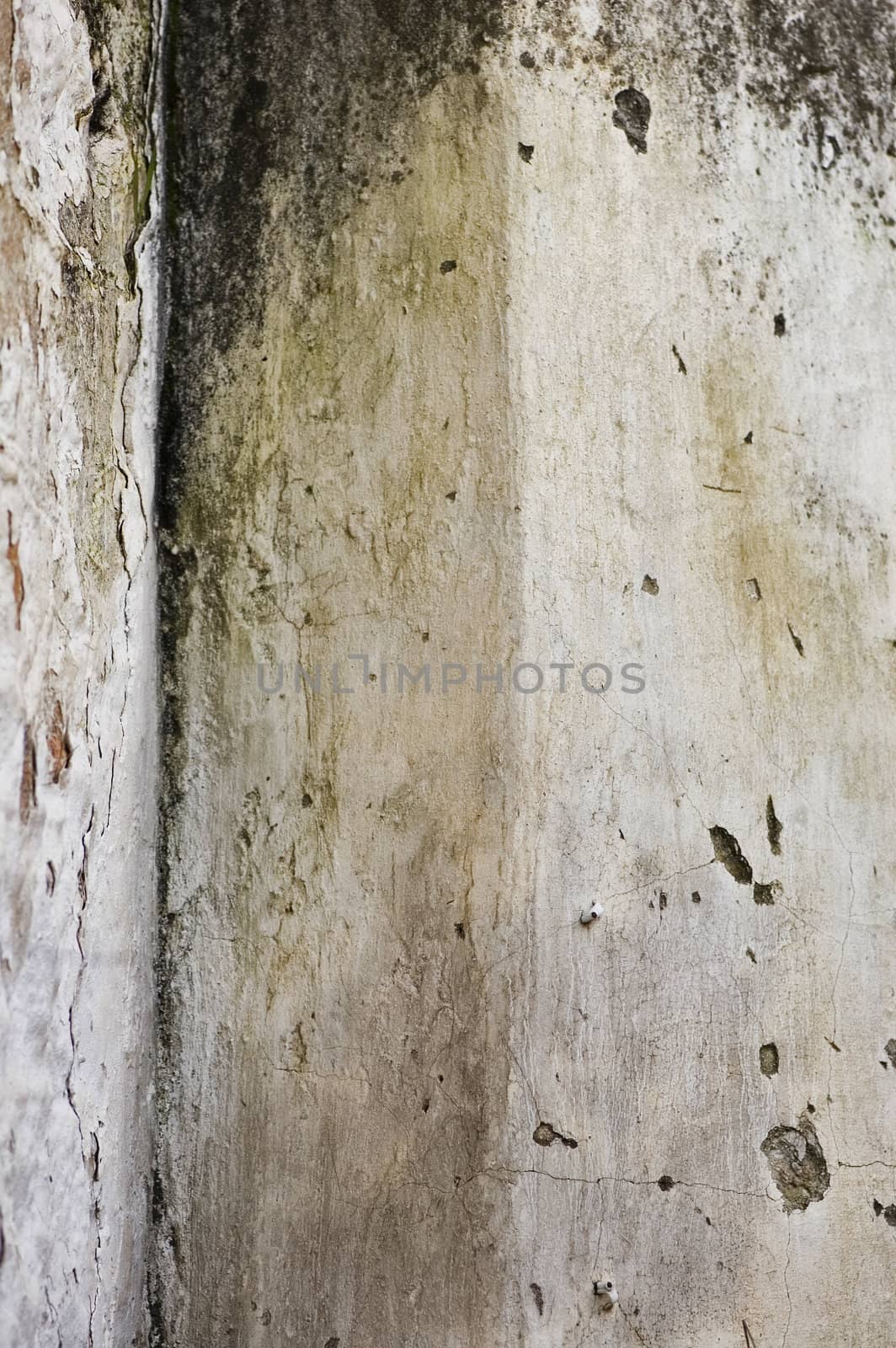 Mold growth and peeling paint on the wall of an abandoned house.