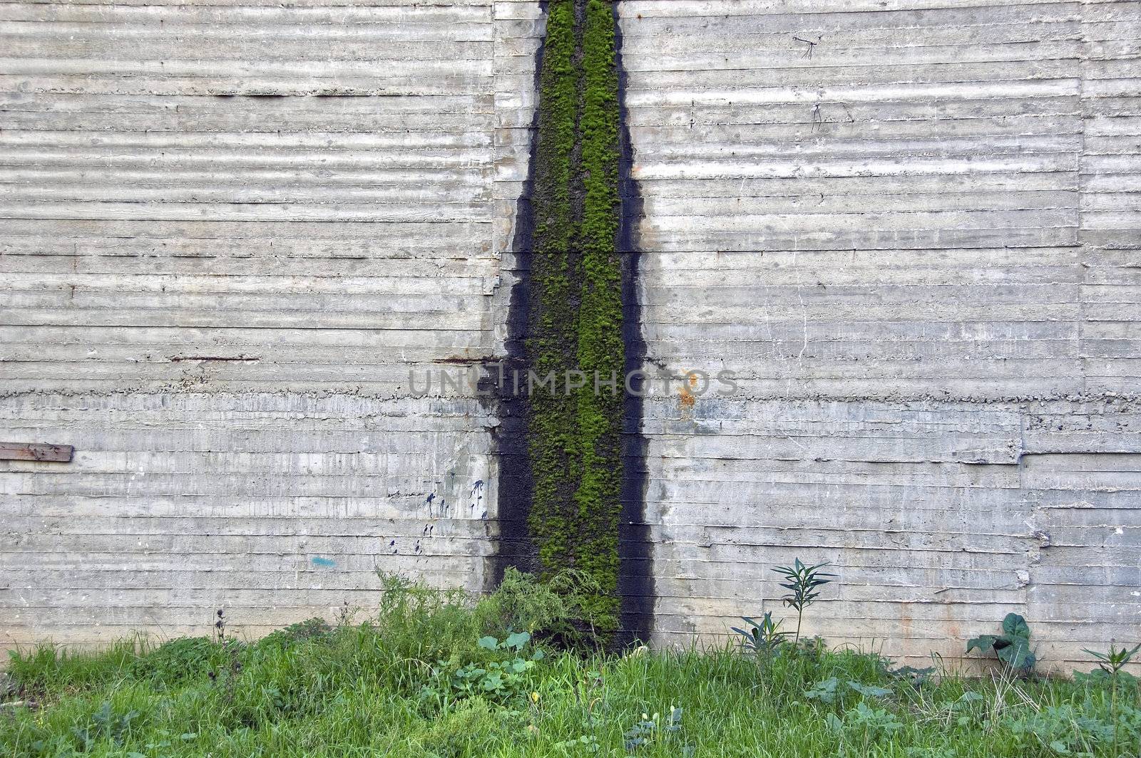 Moss and water stains on reinforced concrete wall. Background texture.