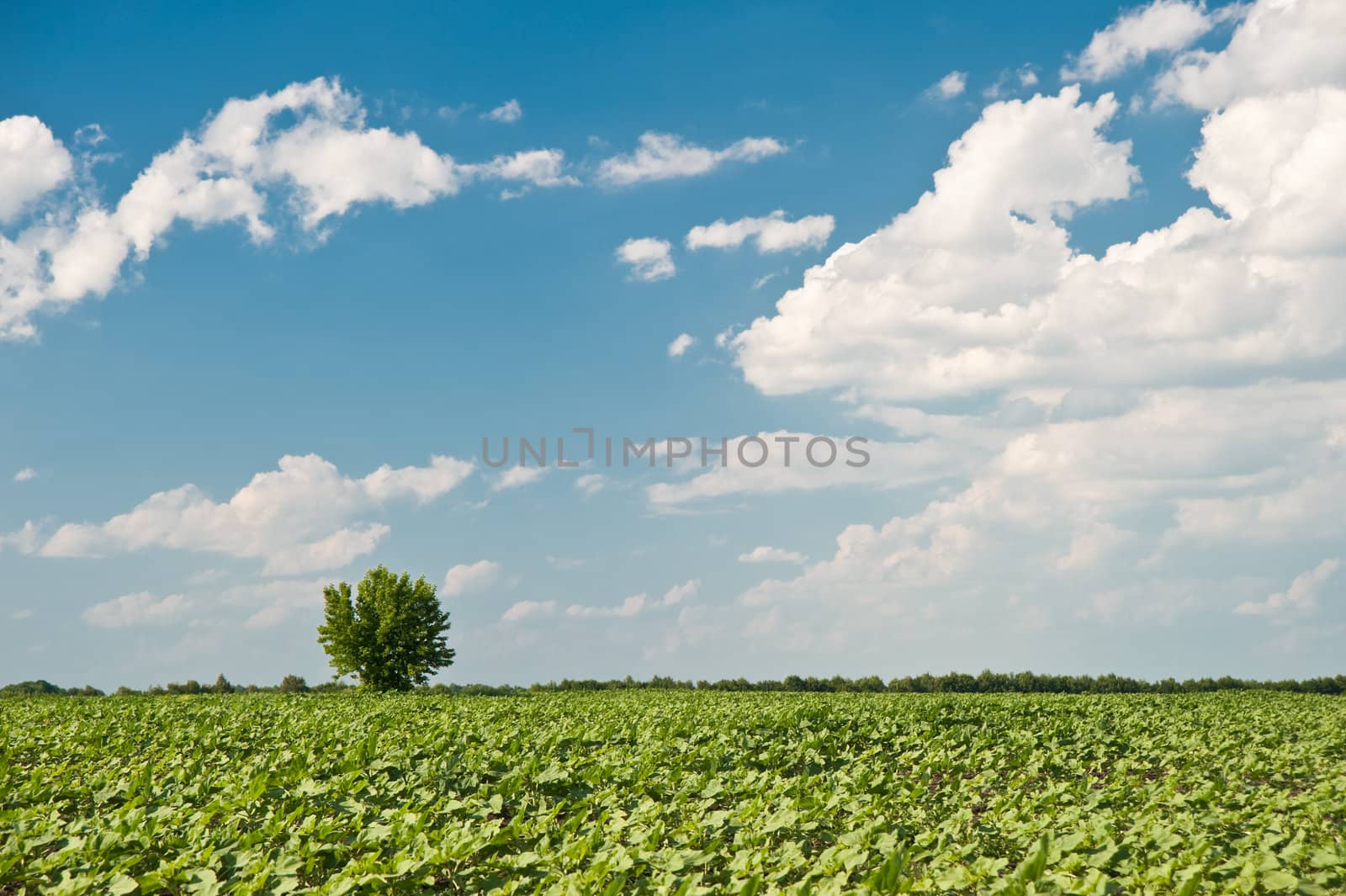 Tree and field. A rural landscape on a background of the dark blue sky