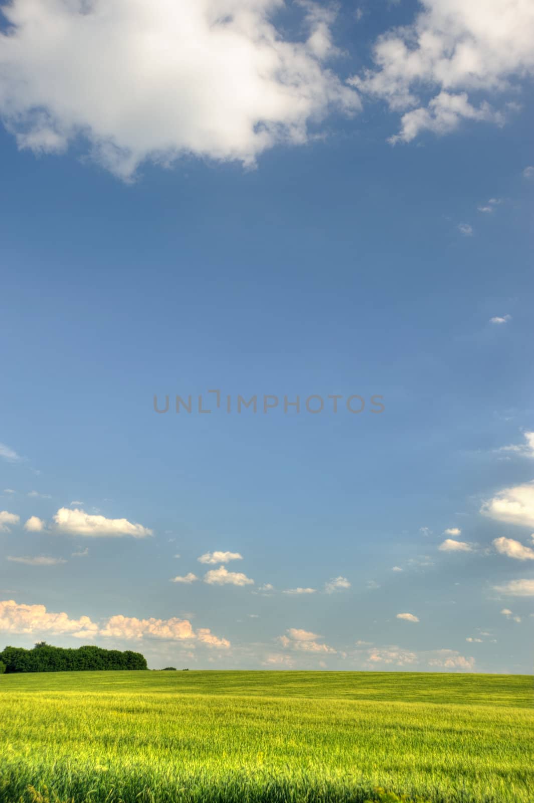 Green field and the dark blue sky. A rural landscape