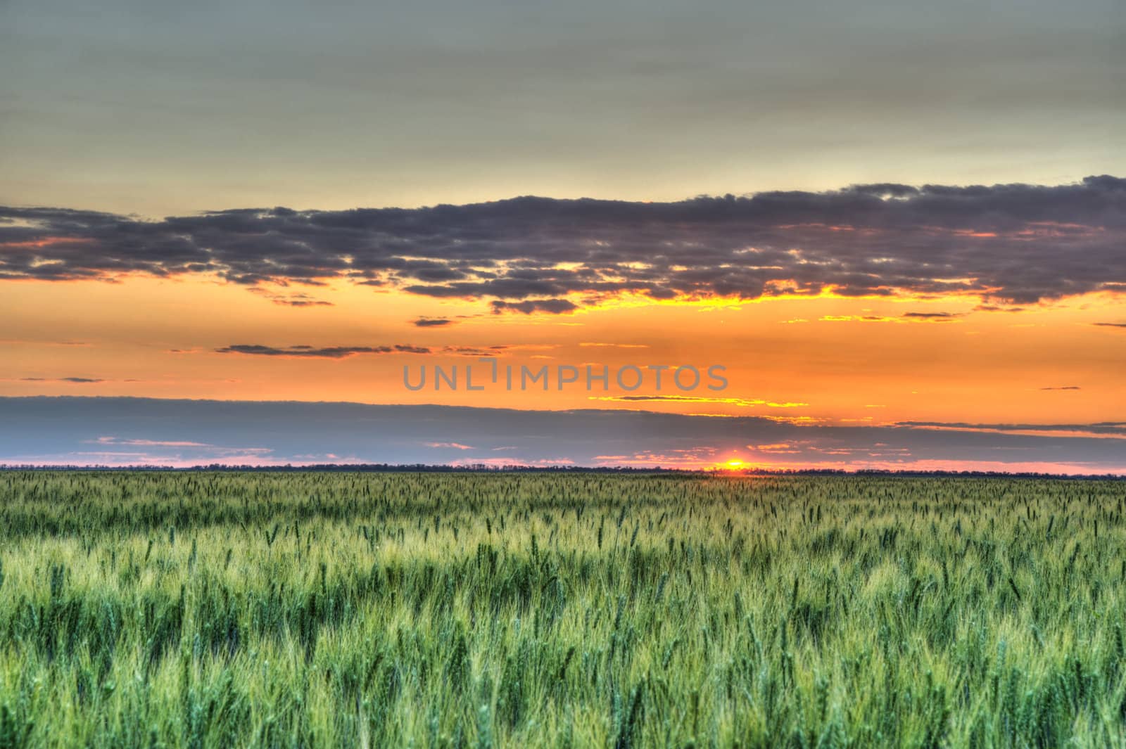 Wheat and sunset. A field of young green wheat in the evening