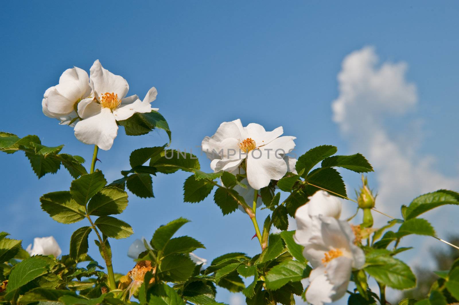 Flowers of a dogrose. A prickly bush a version of a rose