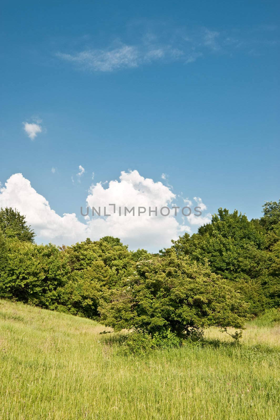 Meadow and the sky. A rural landscape in summertime of year