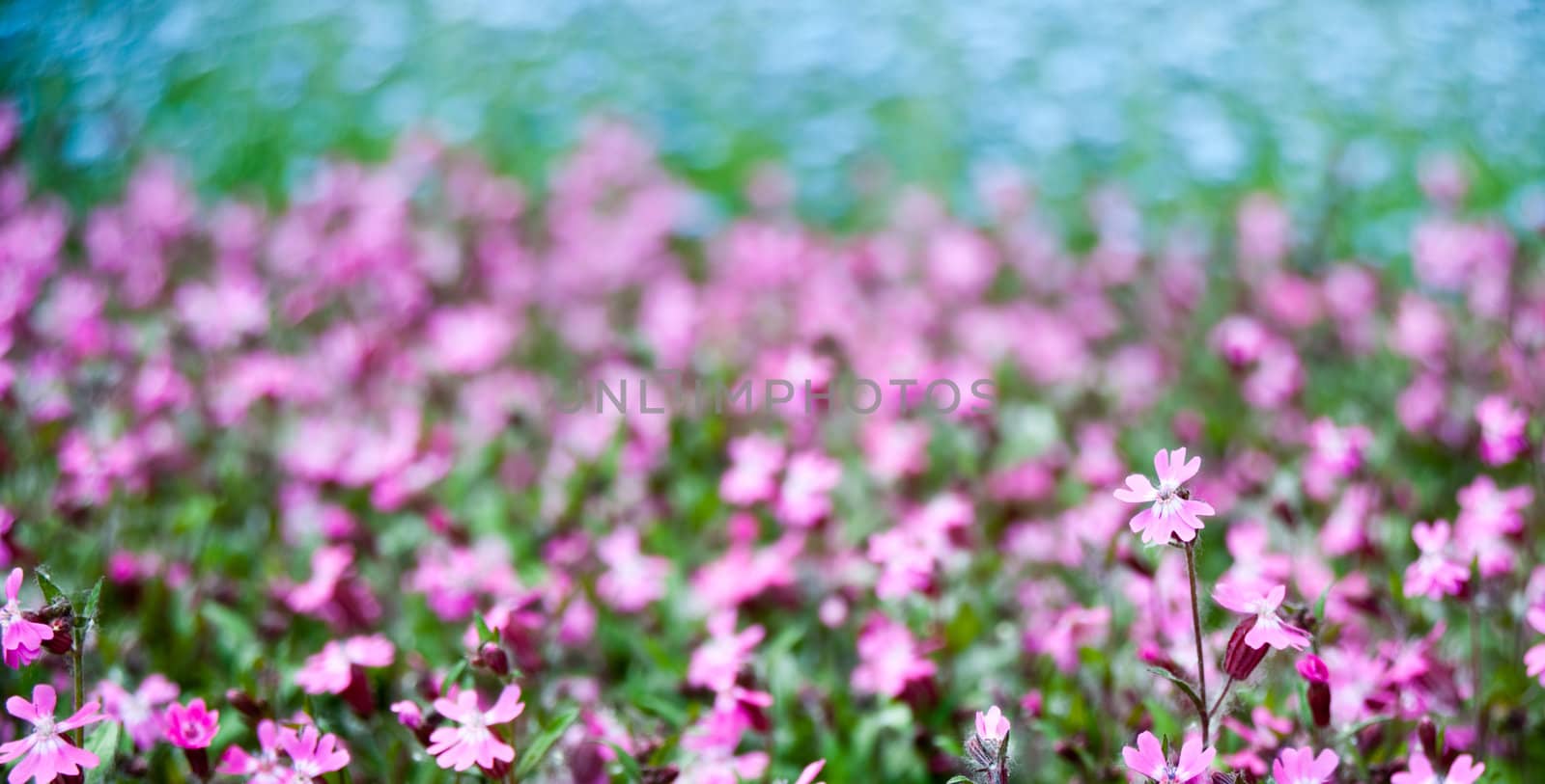 Flowers on field. A field with spring blossoming flowers