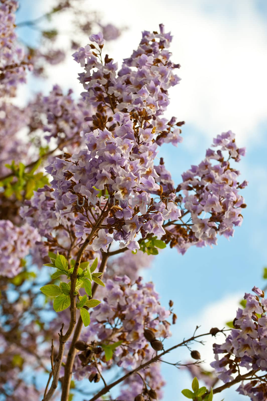 Paulownia is a genus plants in the monogeneric family Paulowniaceae