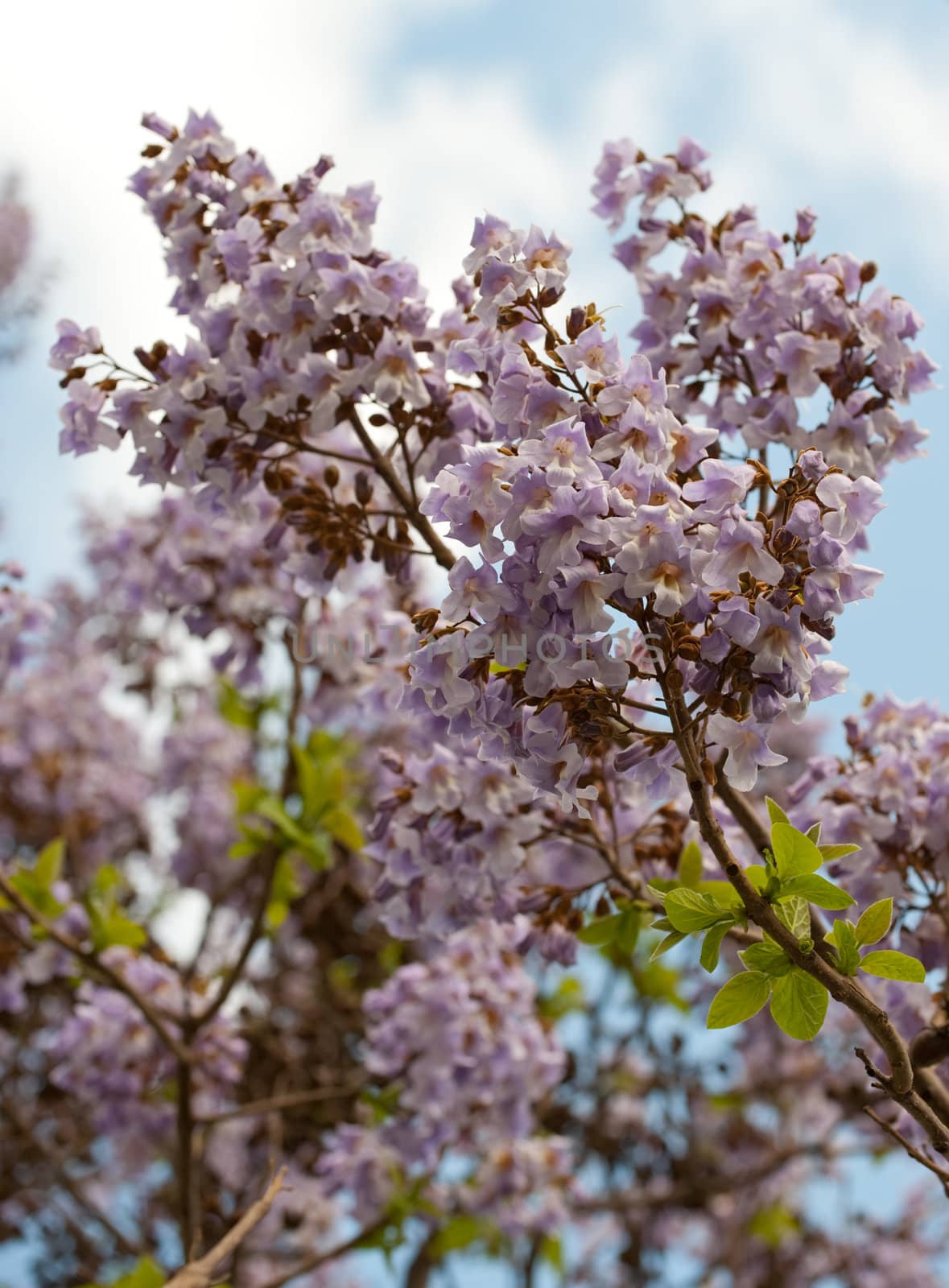 Paulownia is a genus plants in the monogeneric family Paulowniaceae