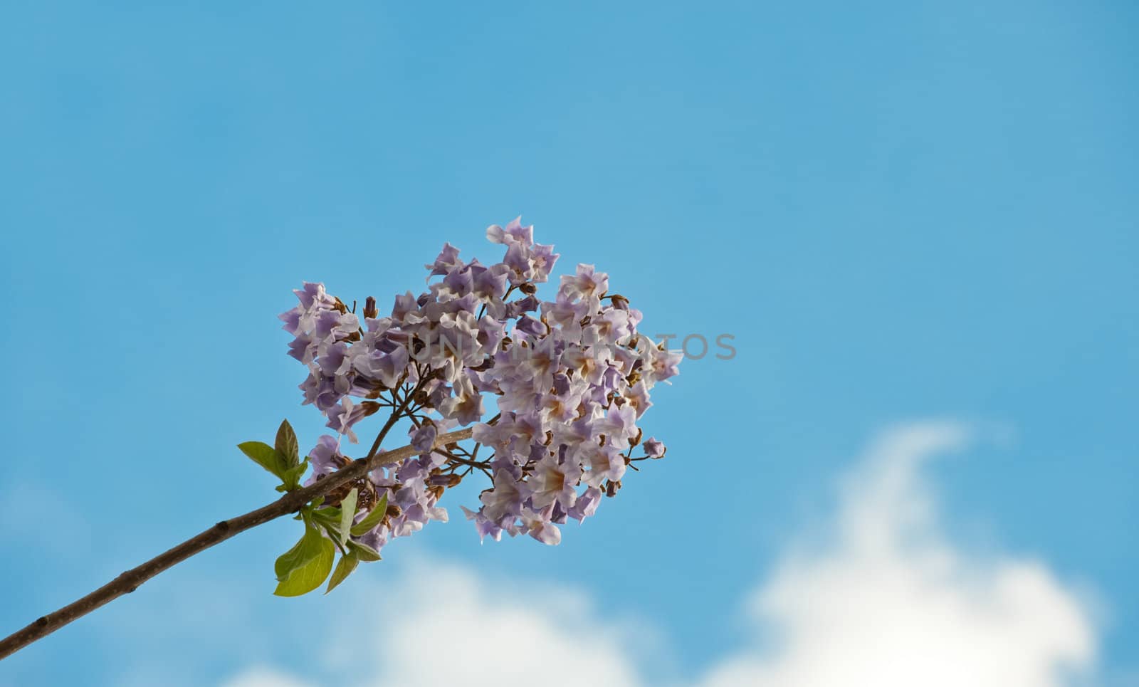 Paulownia is a genus plants in the monogeneric family Paulowniaceae