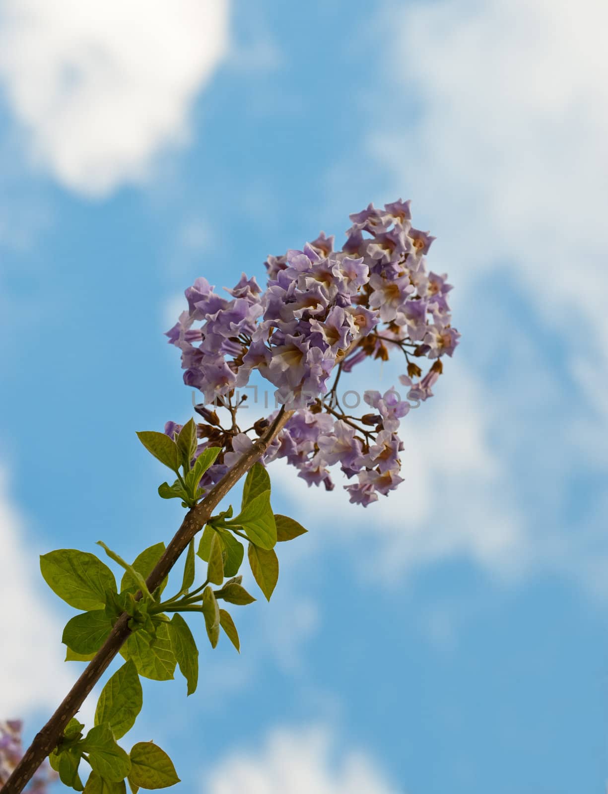 Paulownia is a genus plants in the monogeneric family Paulowniaceae