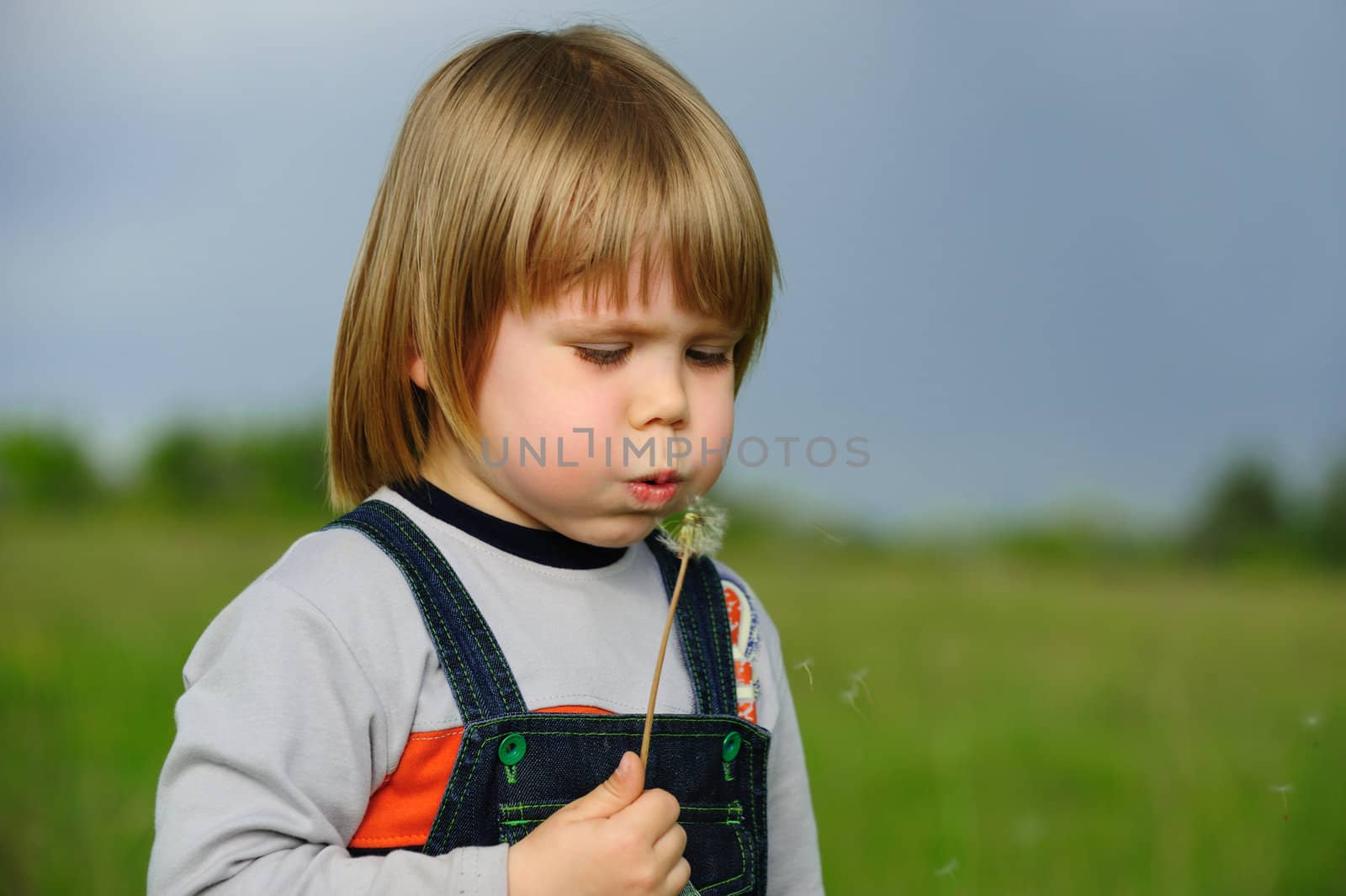 The boy and a dandelion. The small child blowing on a flower of a dandelion