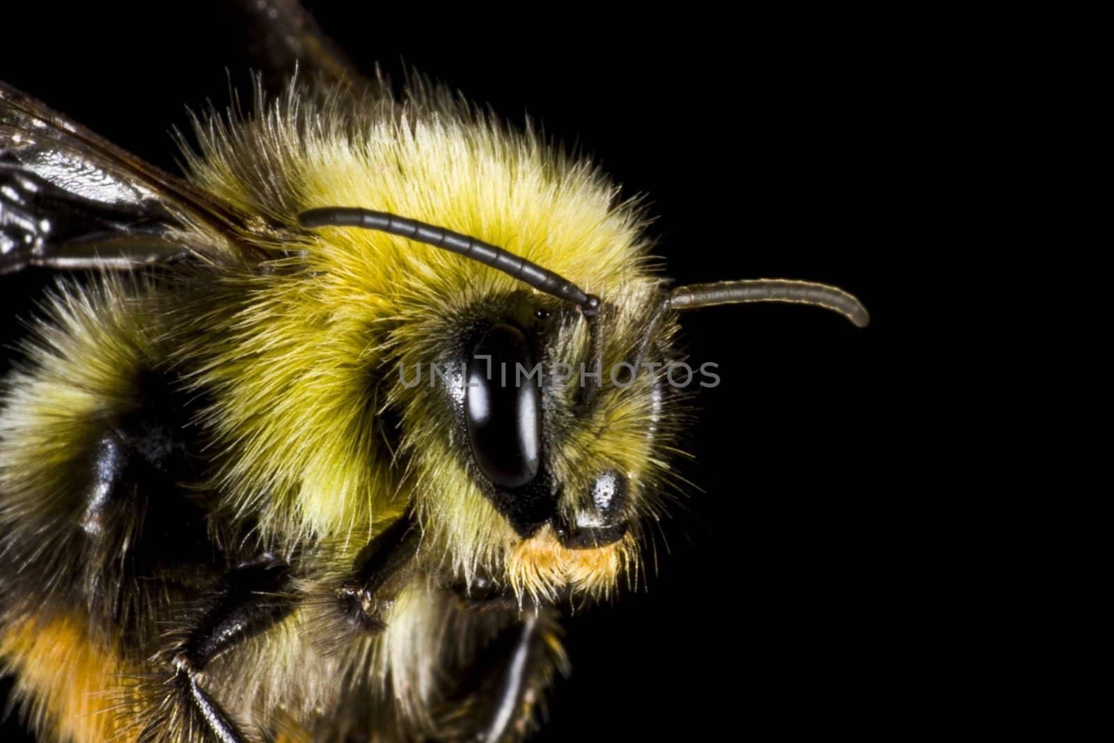 bumblebee in close up by gewoldi
