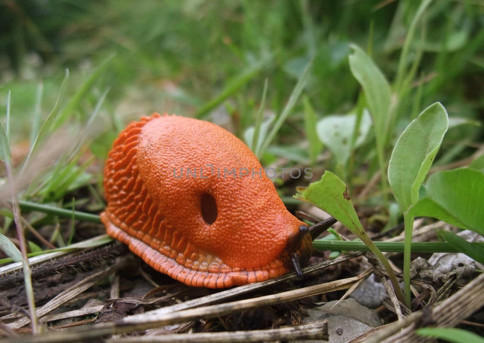 surface shot of a red slug while creeping on the ground in green back