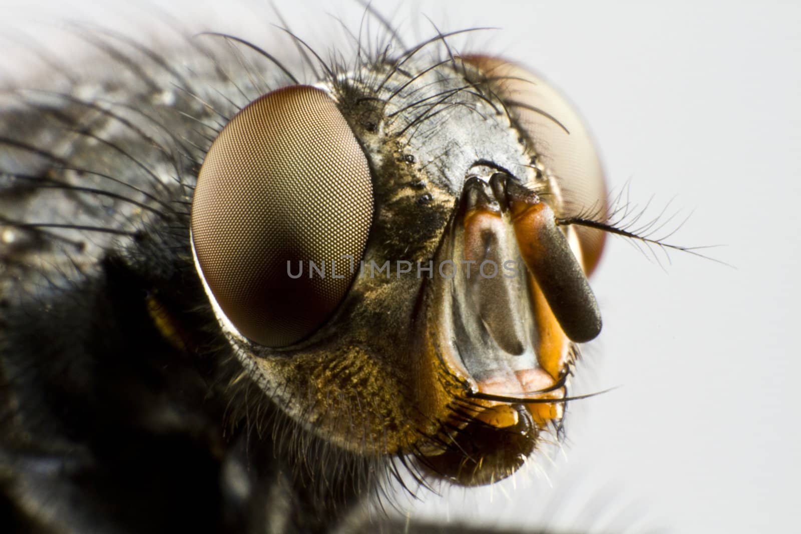 extreme close up of house fly by gewoldi