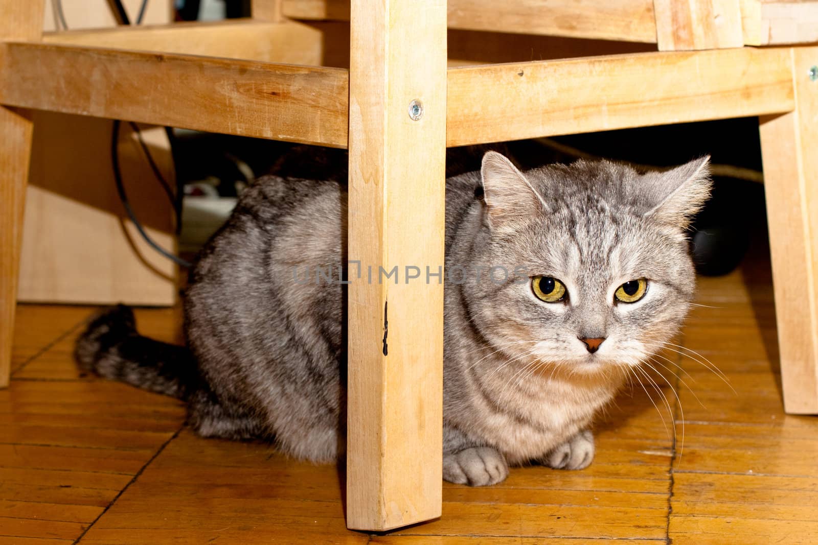 A grey tabby cat sitting under a chair on wooden floor
