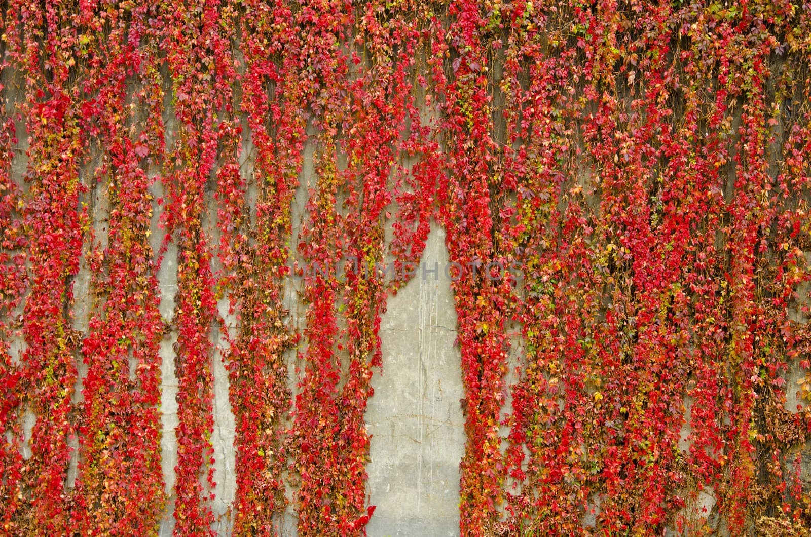 Colorful creepers covers wall made of concrete. Autumn colors. by sauletas