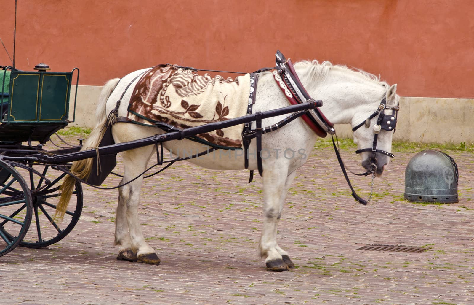 Antique carriage harnessed with white horse. Wedding entertainment.