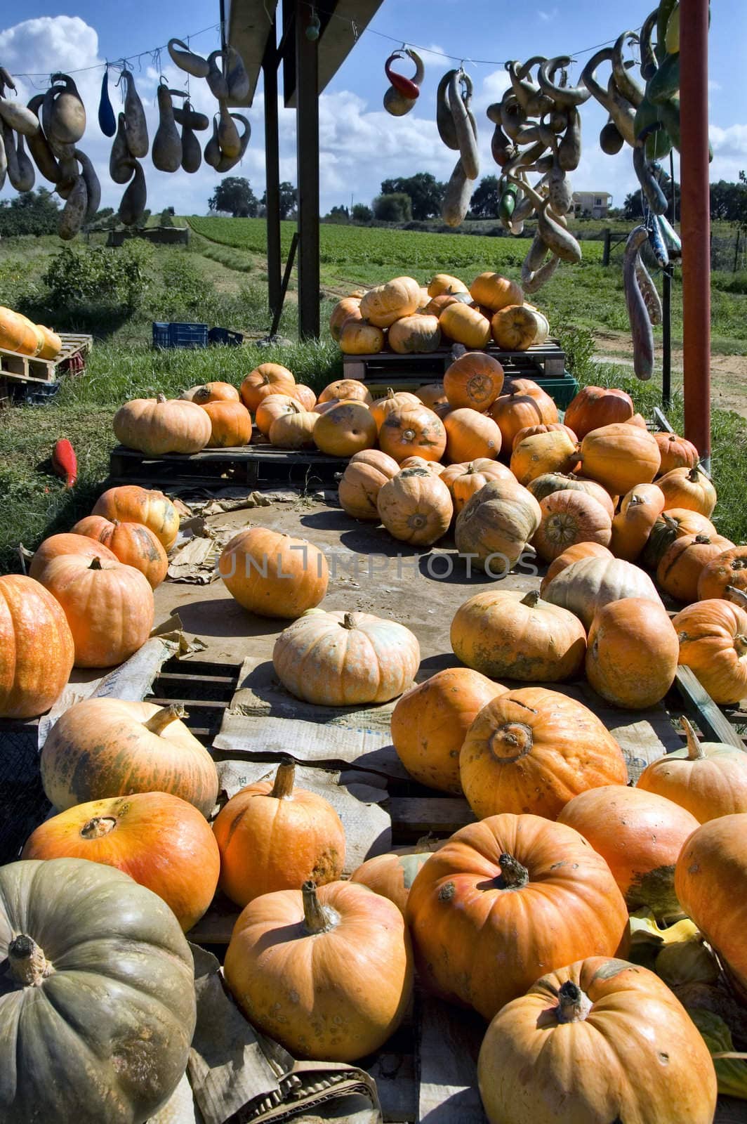 Various kinds of pumpkins.