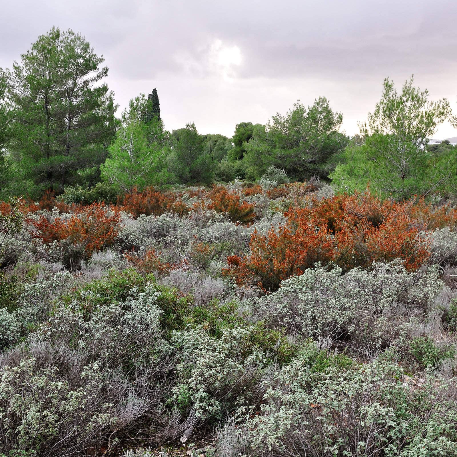 Field of sage herbs in a forest.