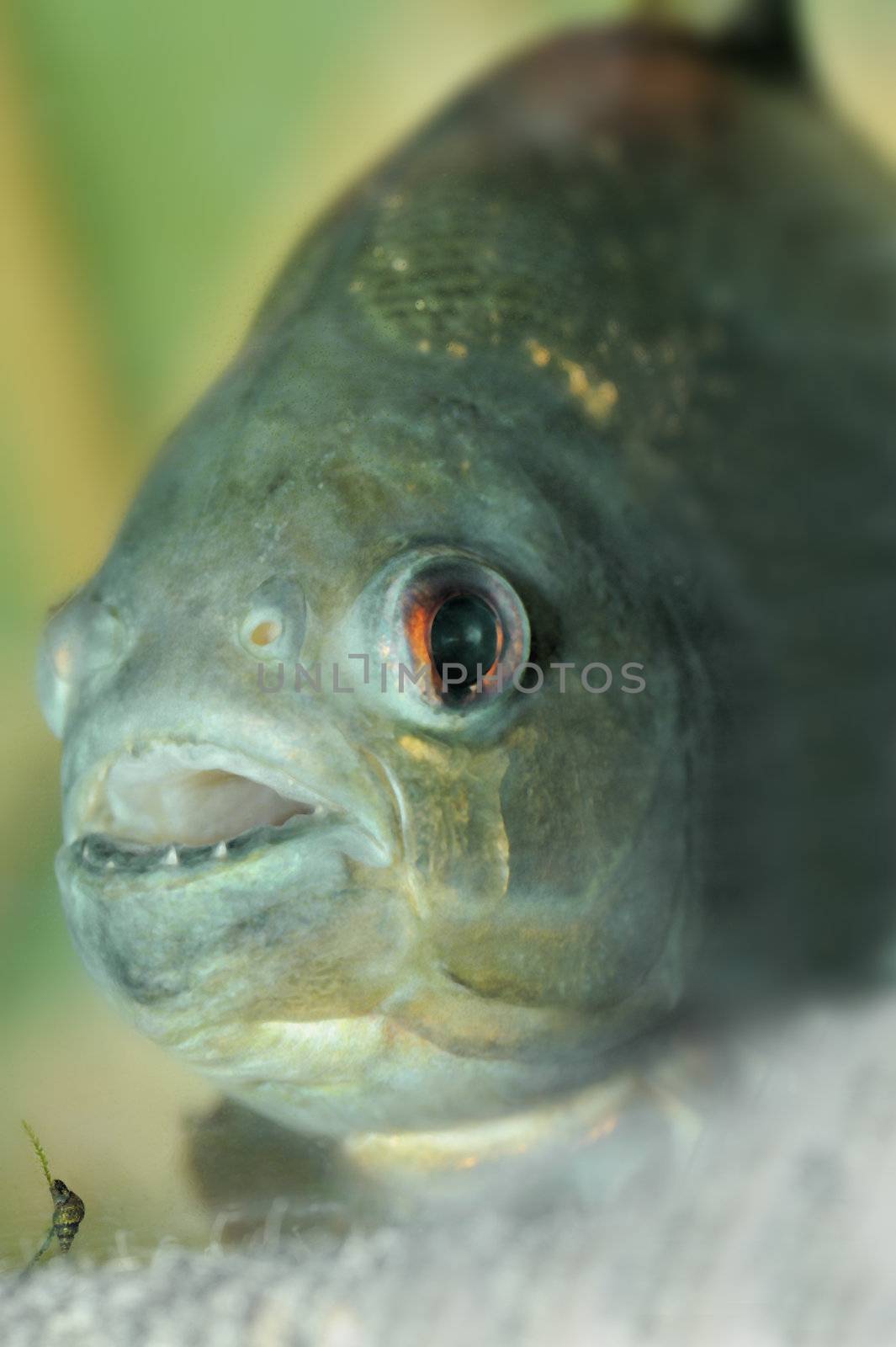 piranha.predatory fish found in South America that attacks other fish animals and occasionally humans