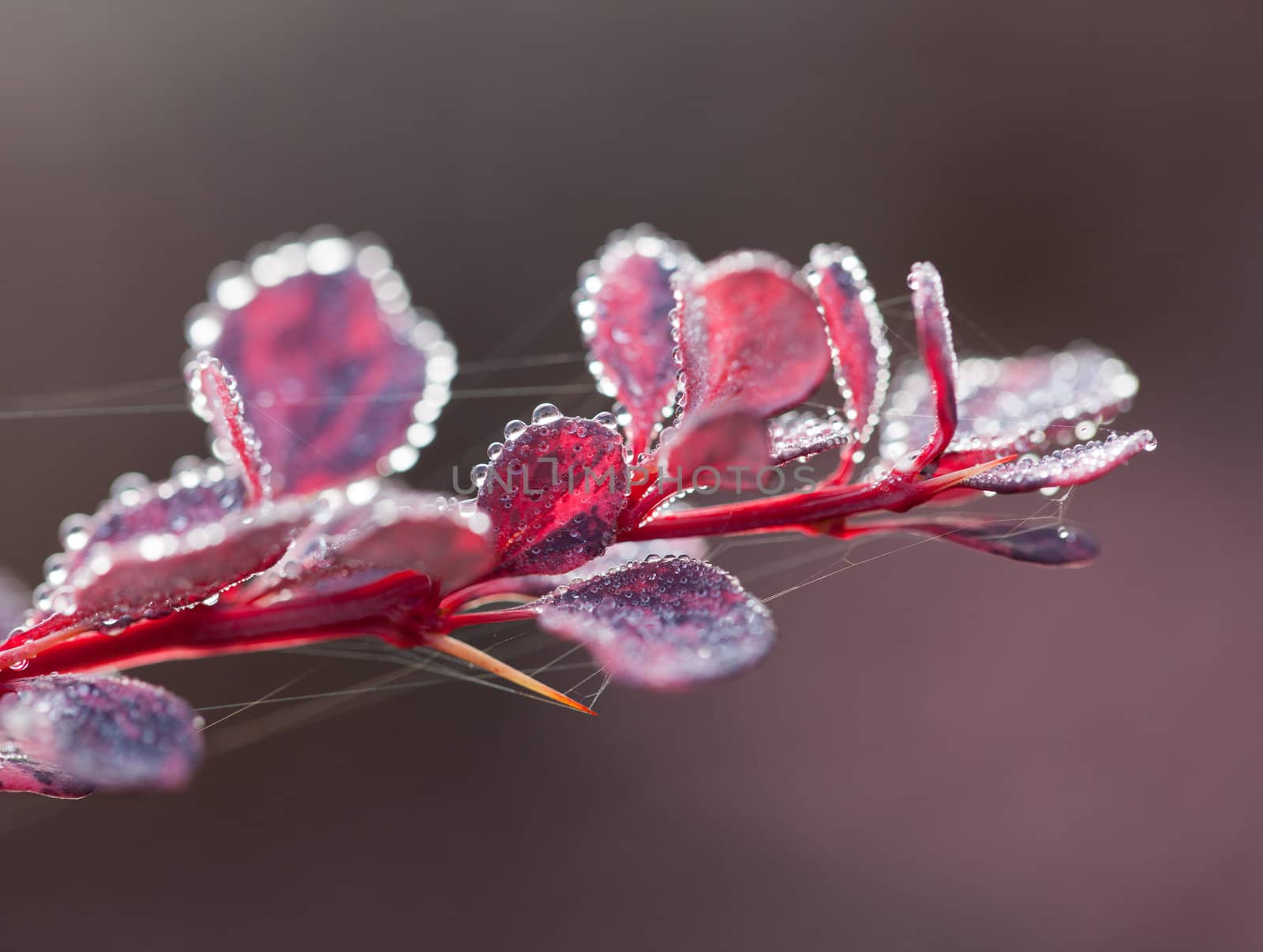 Water droplets surround the edge of the red leaves of a berberis or barberry bush