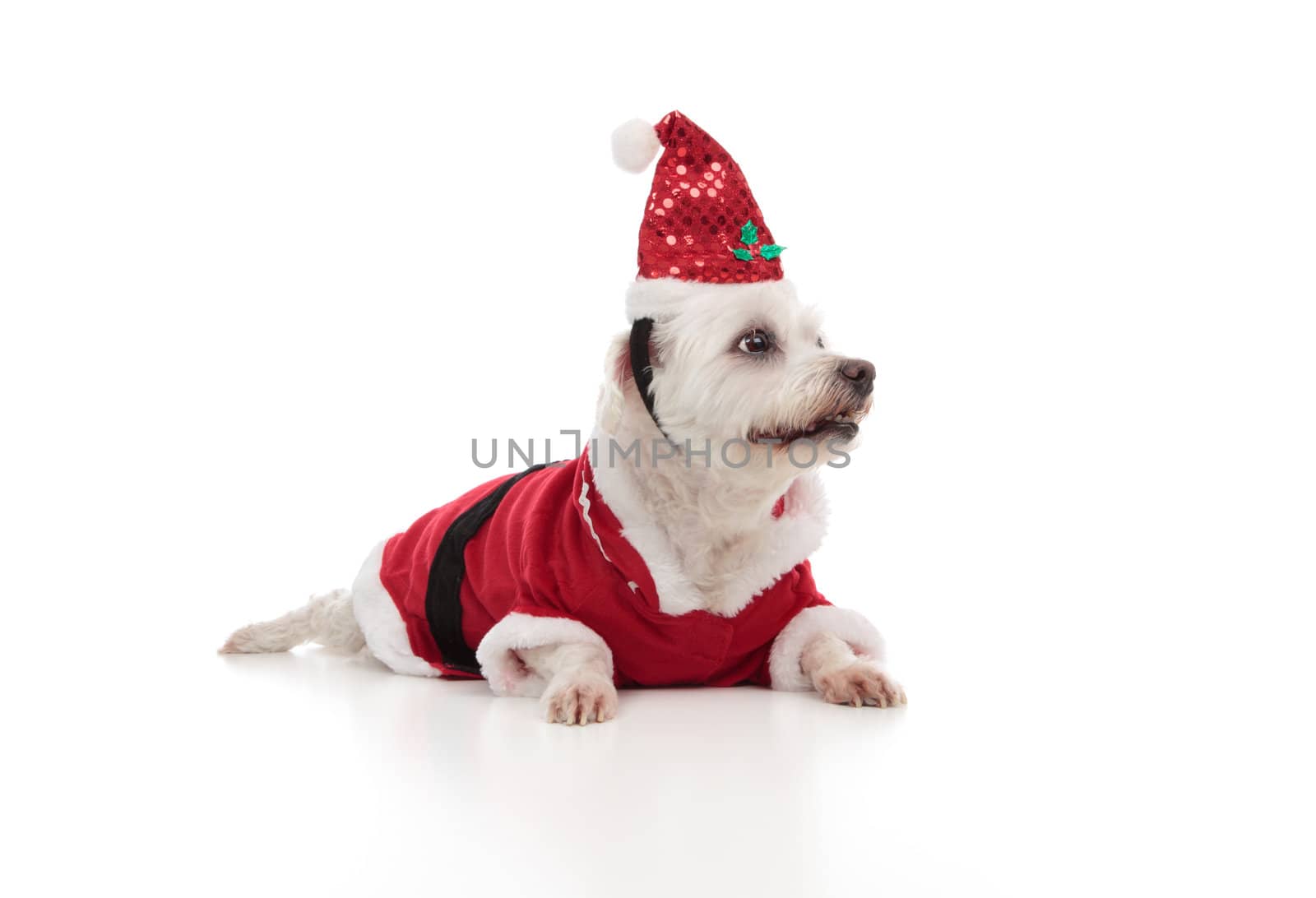 Low angle of a small white maltese wearing a red santa coat and hat.  Dog is looking sideways at perhaps your message.  White background.