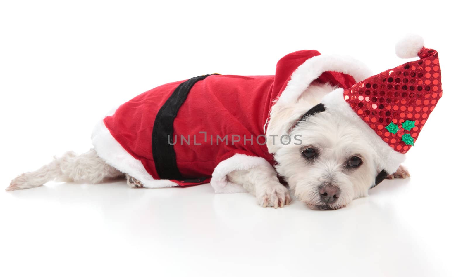 Maltese dog wearing a santa costume by lovleah