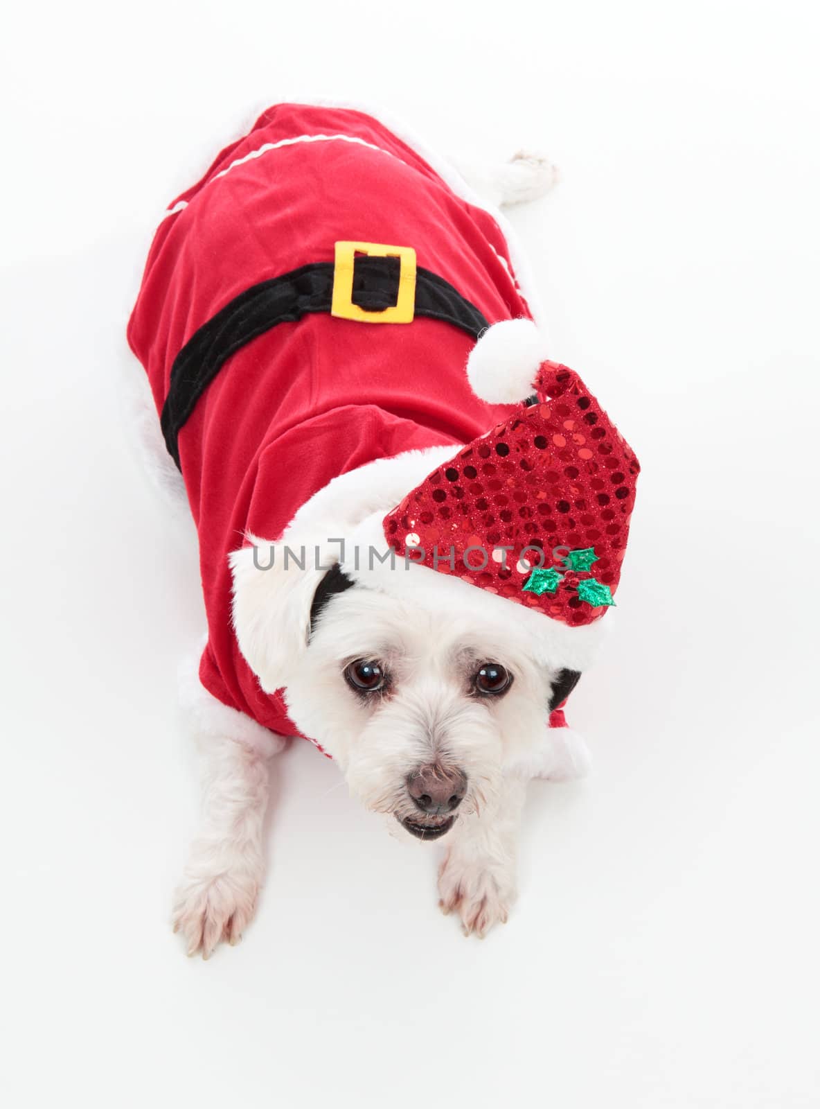 An adorable Christmas pooch wearing a red santa suit.  White Background.