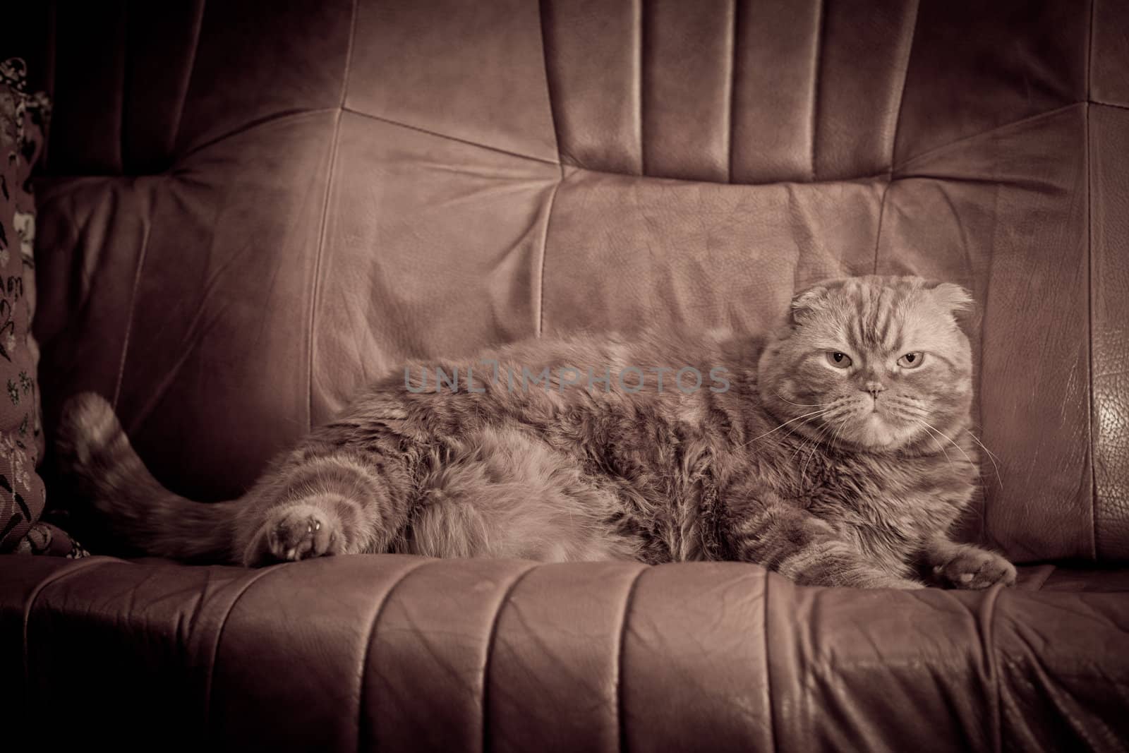 A scottish fold cat lying on leather sofa
