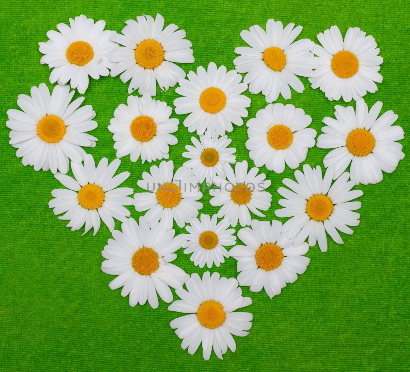 Flowerses of the camomile are put by figure in form heart on green background