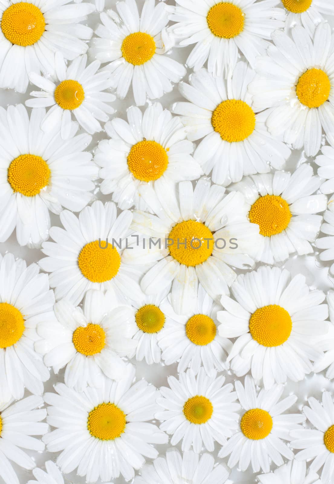 Background from camomile with drop sailling on water